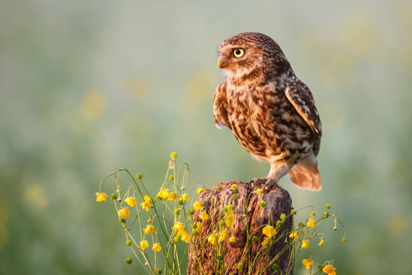 little owl