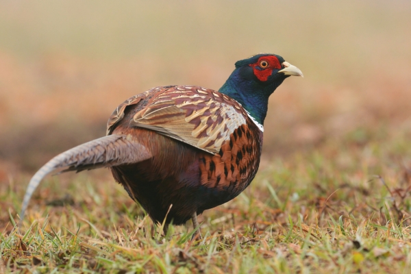 pheasant