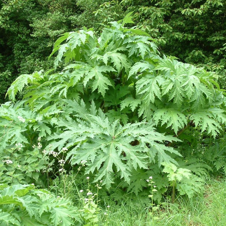 invasive plants