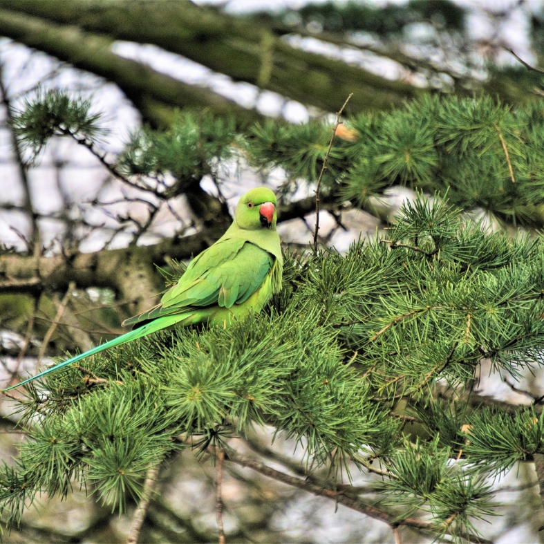 parakeet