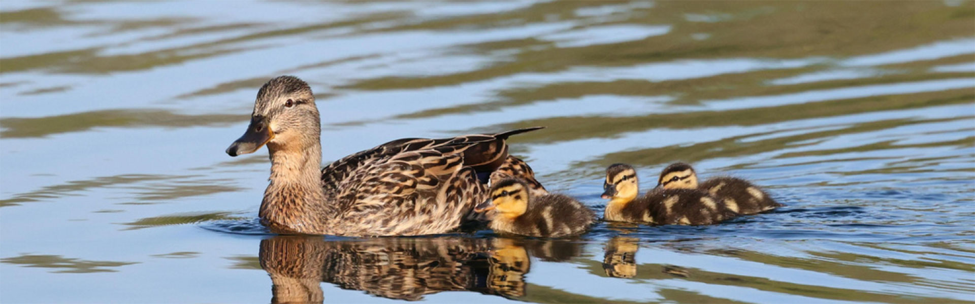 Duck and ducklings
