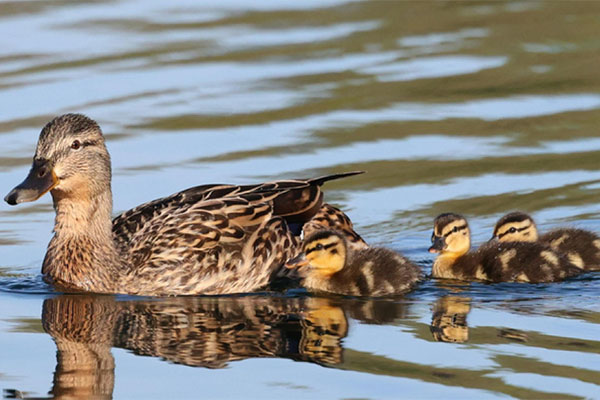 Duck and ducklings