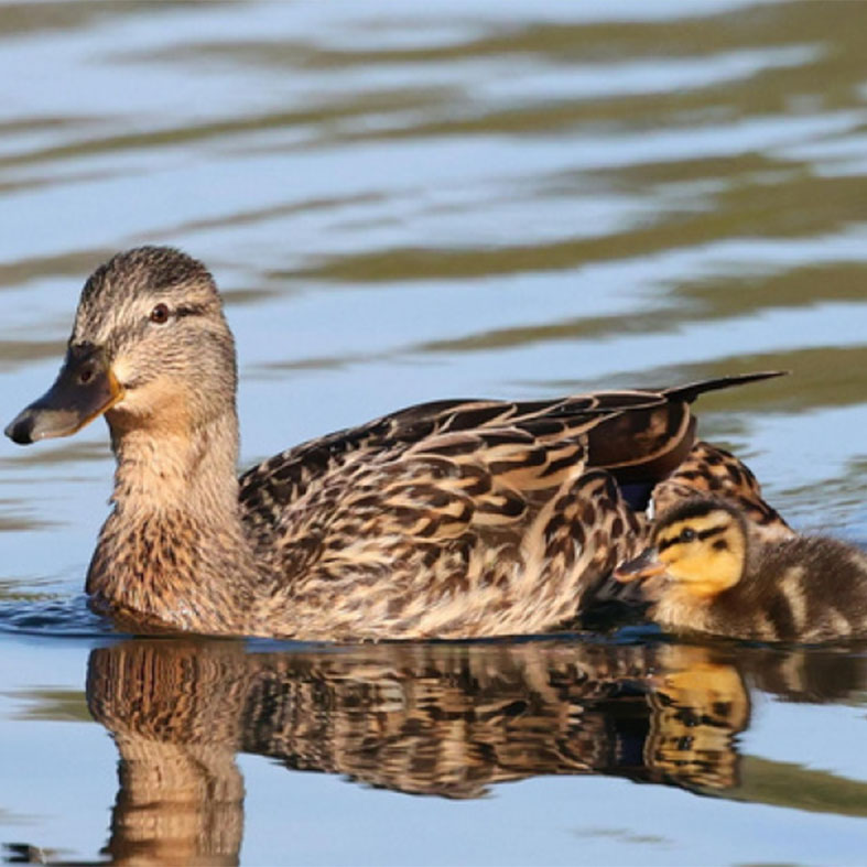 Duck and ducklings