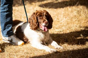 Dogs at the Moy Country Fair