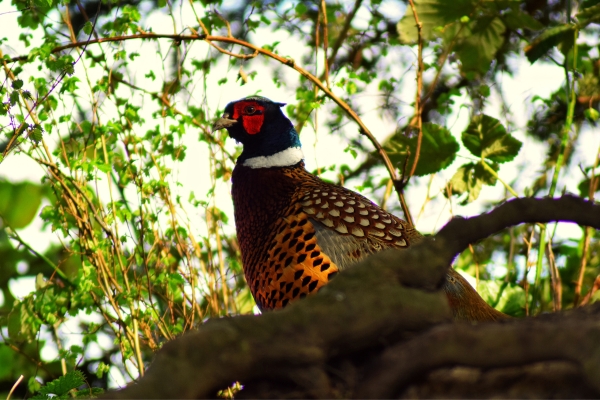 basc.org.uk