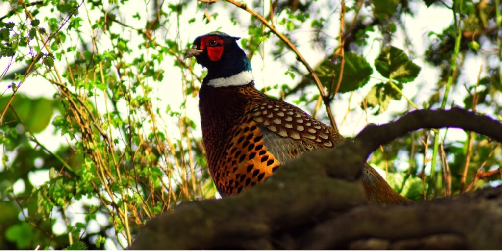 Pheasant sitting in a tree