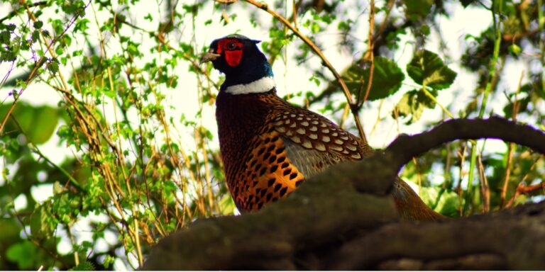 Pheasant sitting in a tree
