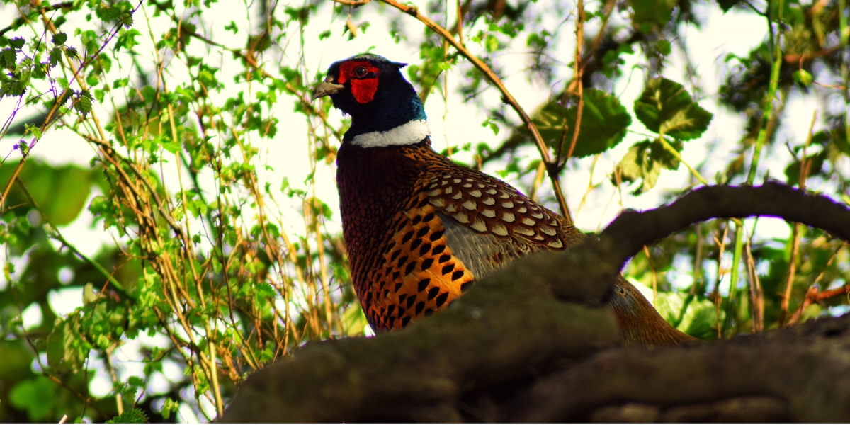 Pheasant sitting in a tree