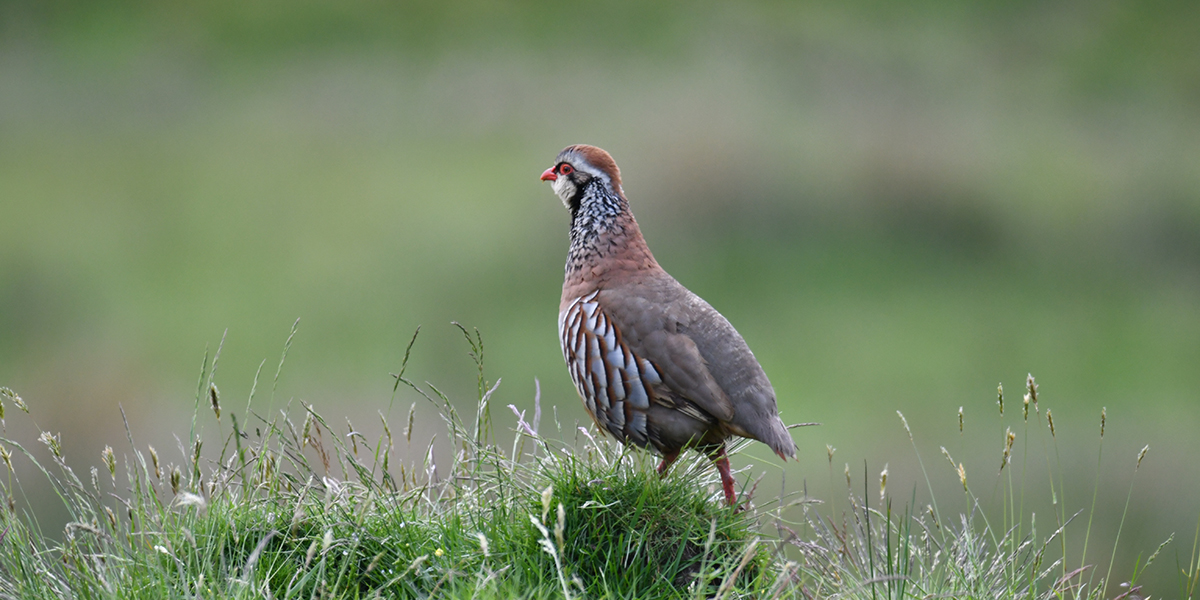 Red-legged partridge