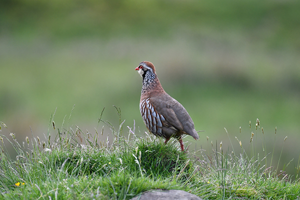 Red-legged partridge