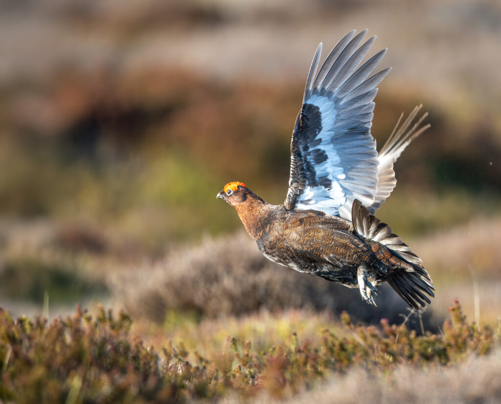 Grouse