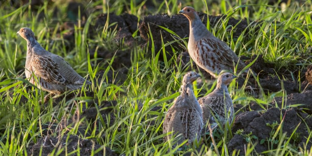 grey partridge