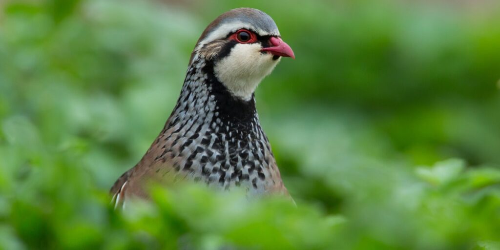 red legged partridge