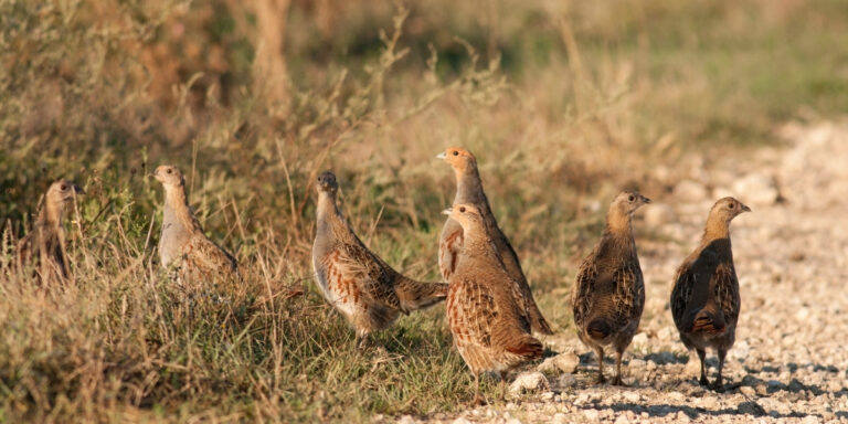 grey partridge