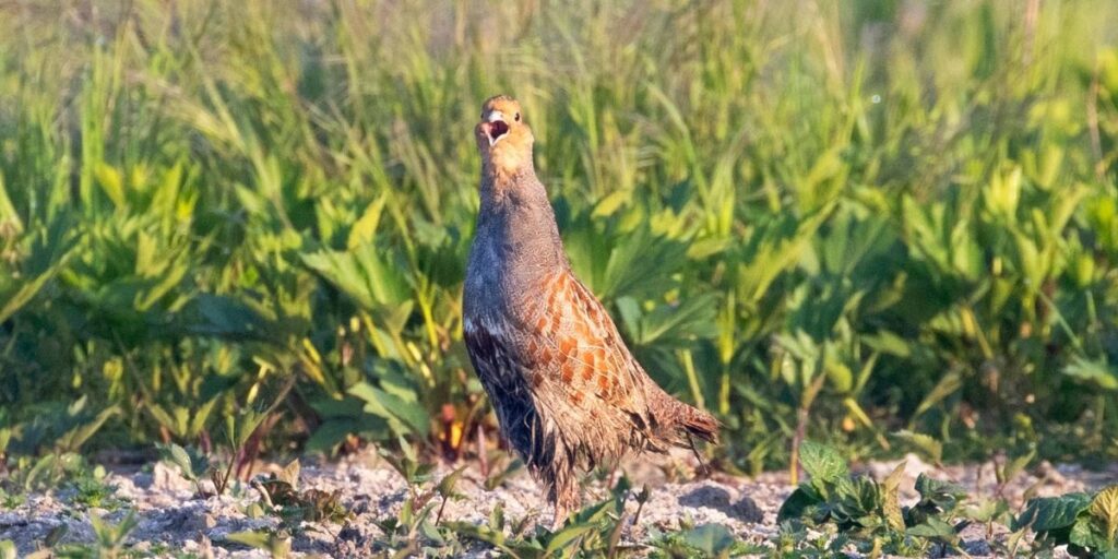 grey partridge