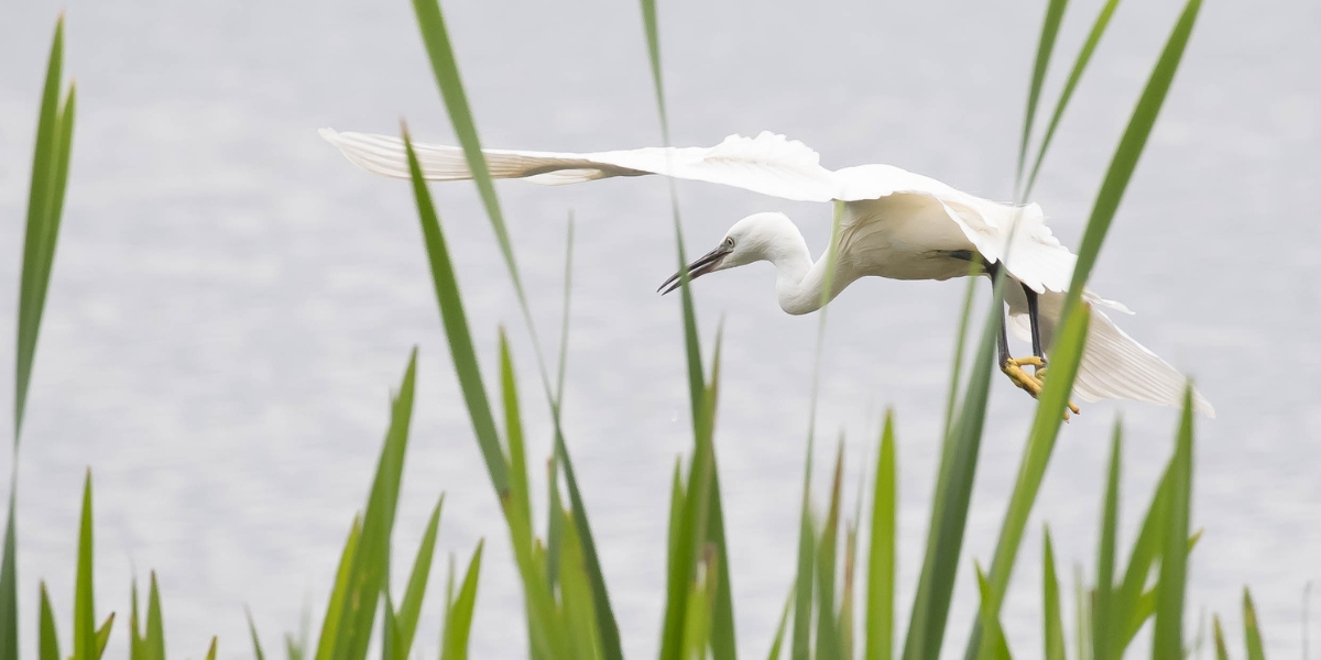 little egret