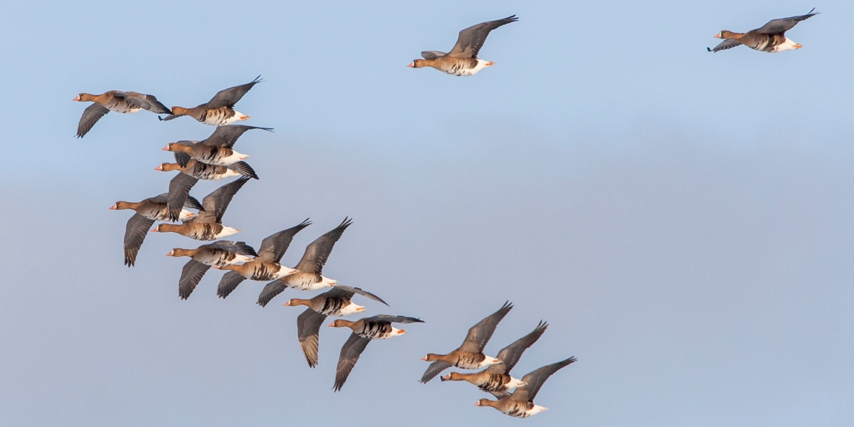 European white-fronted goose