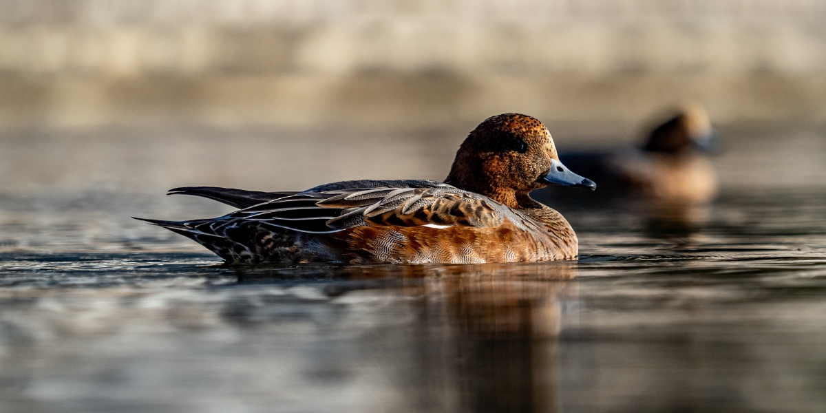 Wigeon