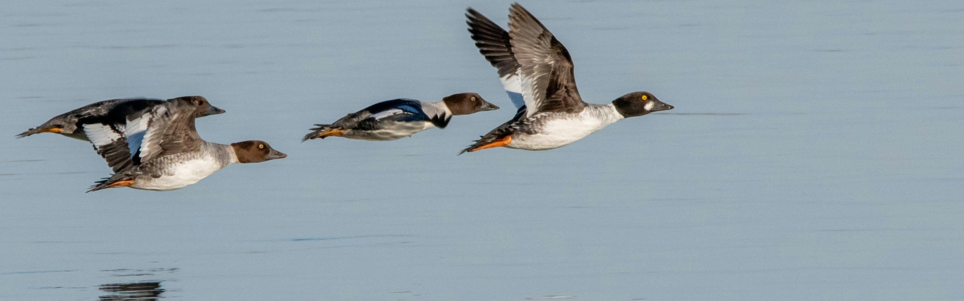 goldeneye