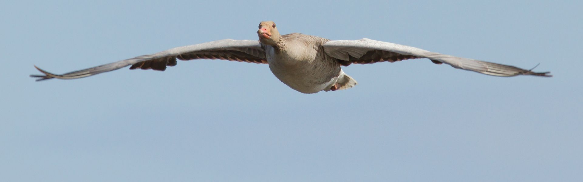 Greylag goose