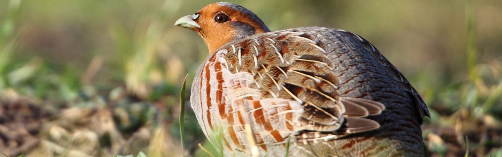grey partridge