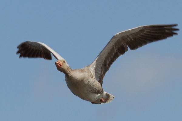 Greylag goose