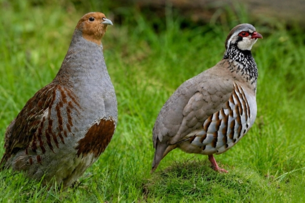 grey and red-legged partridge
