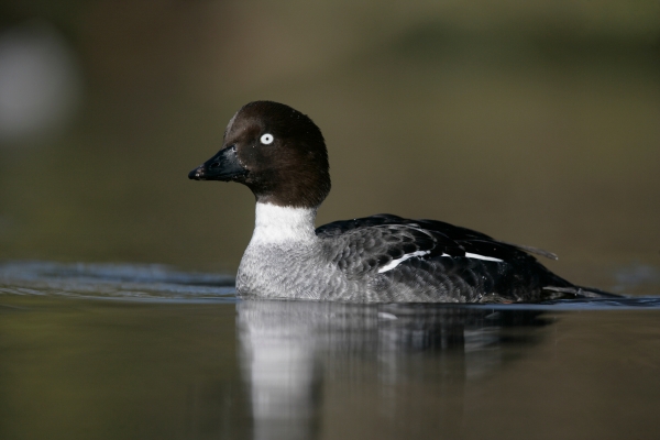 goldeneye