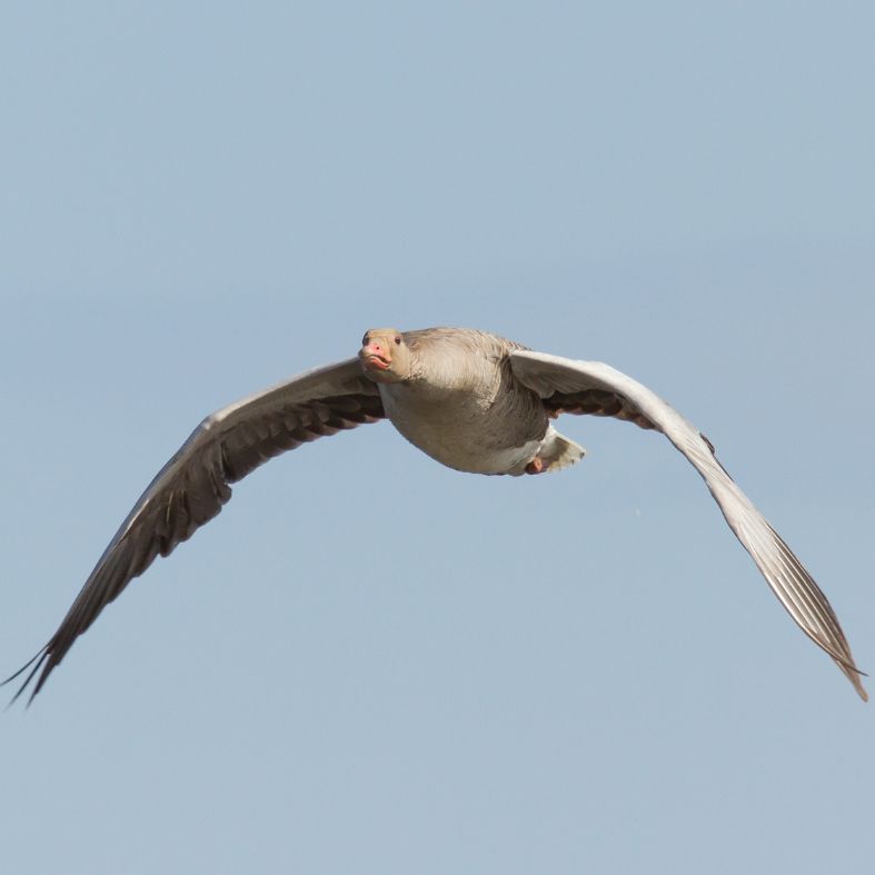 Greylag goose
