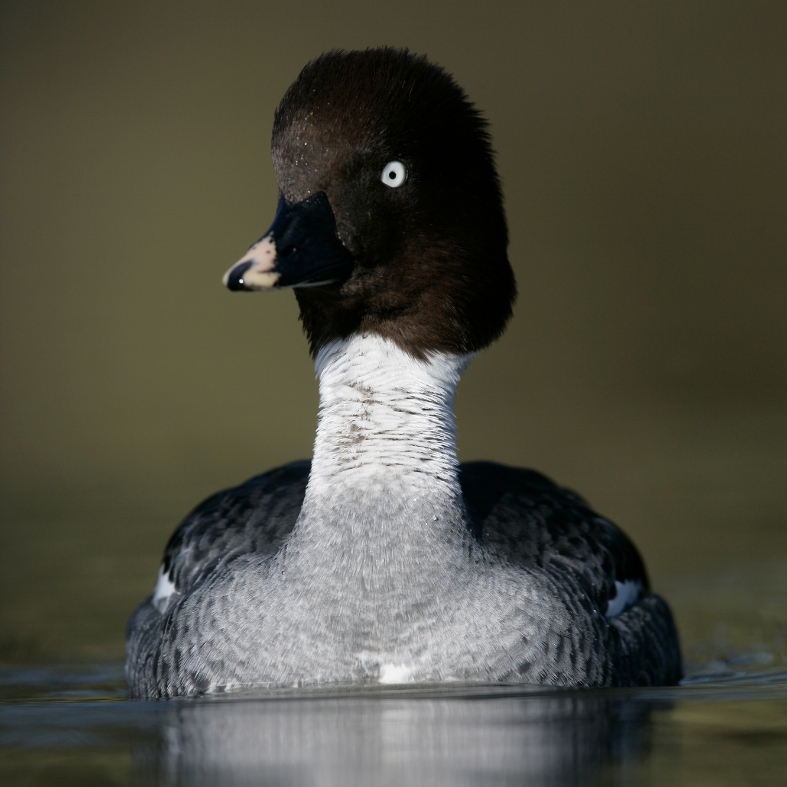 Goldeneye