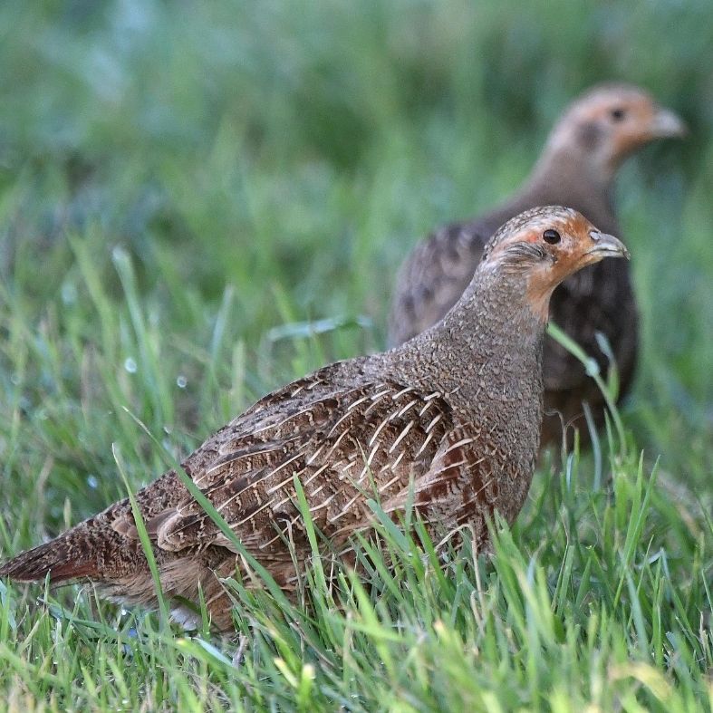 grey partridge