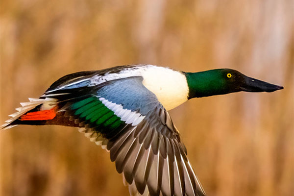 Conservation in action newsletter - Autumn 2026
