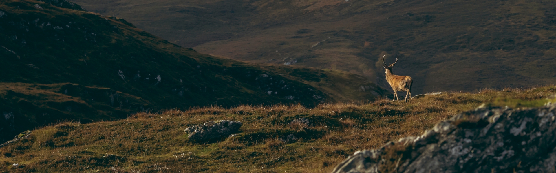 Scotland stag