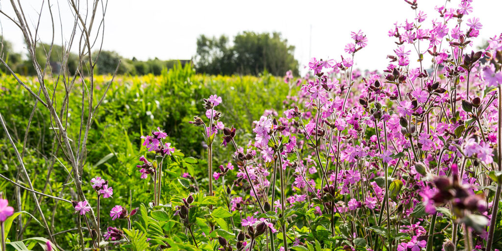Cover crops