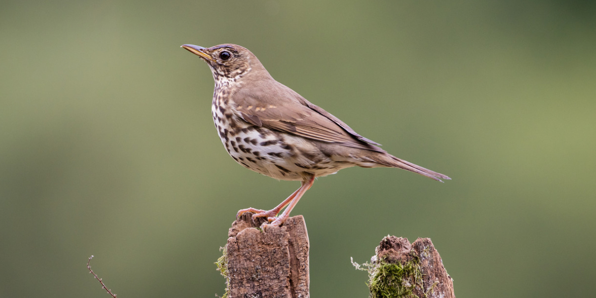 song thrush