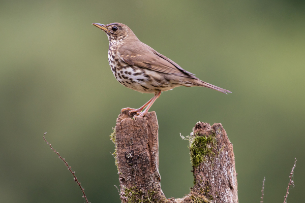 song thrush