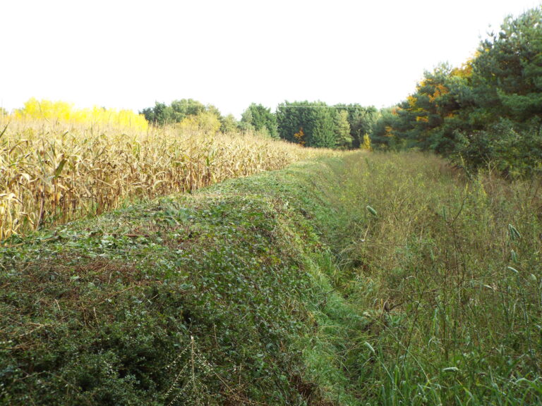 A strip of maize game cover alongside a wild privet hedge, with natural regeneration running up to the edge of a tree belt.