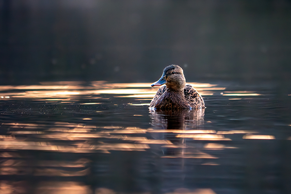 Mallard on water