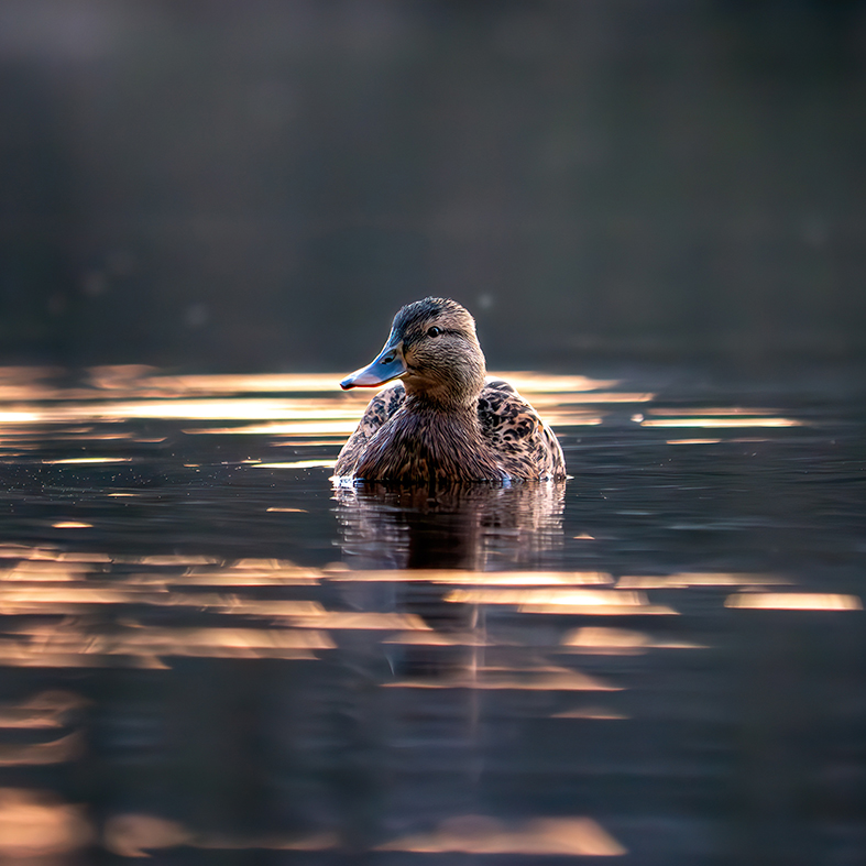 Mallard on water